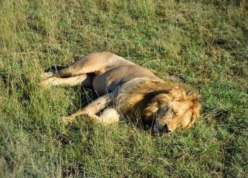 Skyward Safari Adventures-内罗毕必去景点