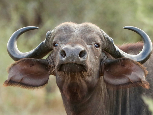 Kimburi Tours-德班必去景点