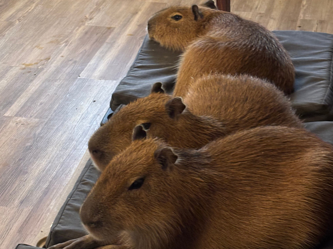 Capybara Cafe-Saint Augustine Beach必去景点