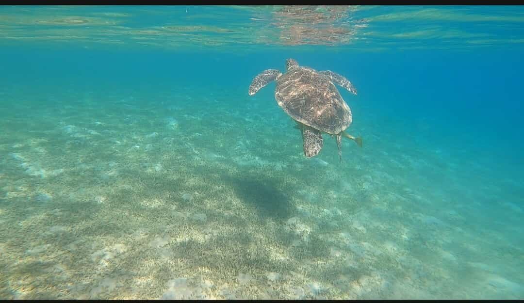 Lotus Bay Resort-官方