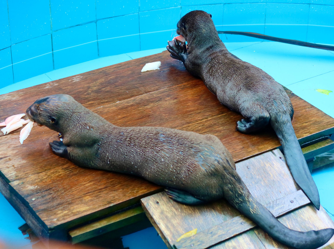 Amazon Rescue Center-伊基托斯必去景点