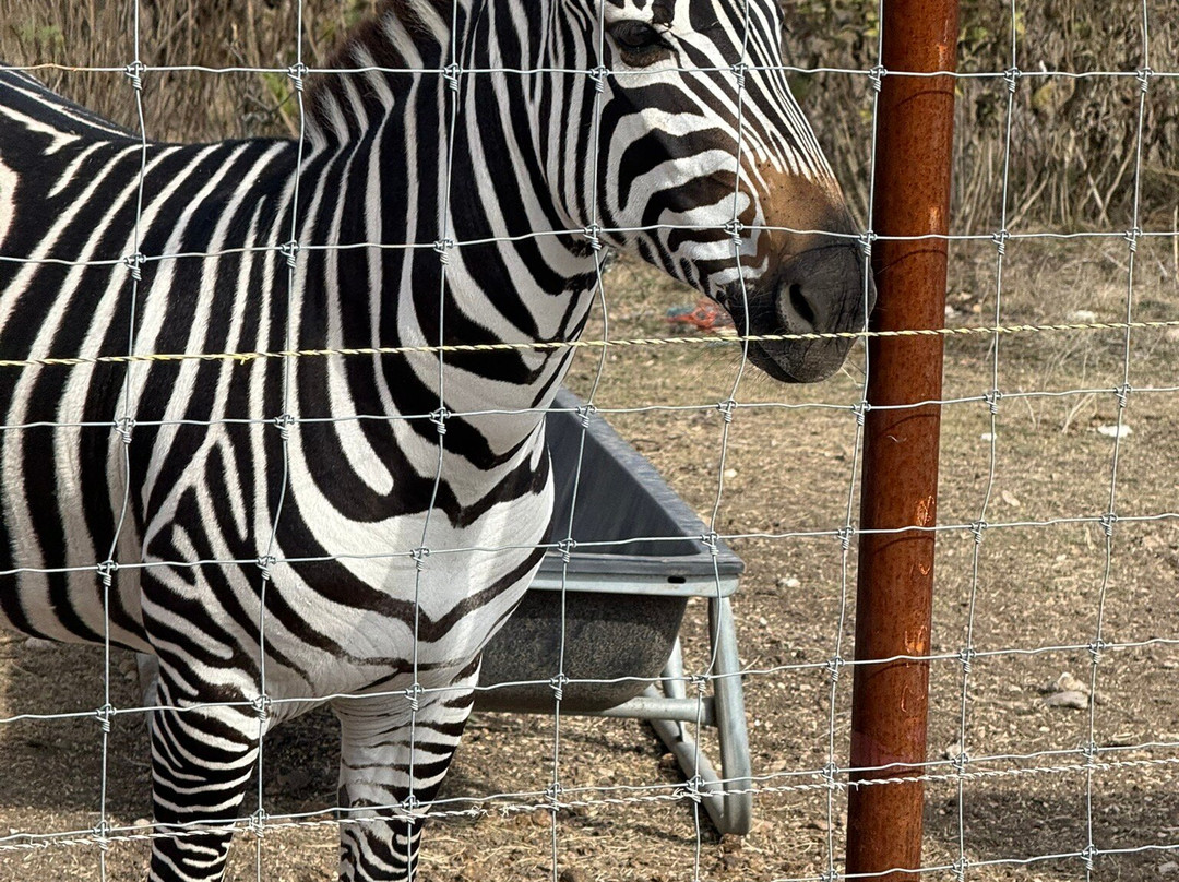 Grapetown Vineyard-弗雷德里克斯堡必去景点