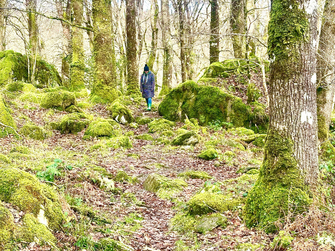Rhaeadr Ddu and Coed Ganllwyd Walk-Ganllwyd必去景点