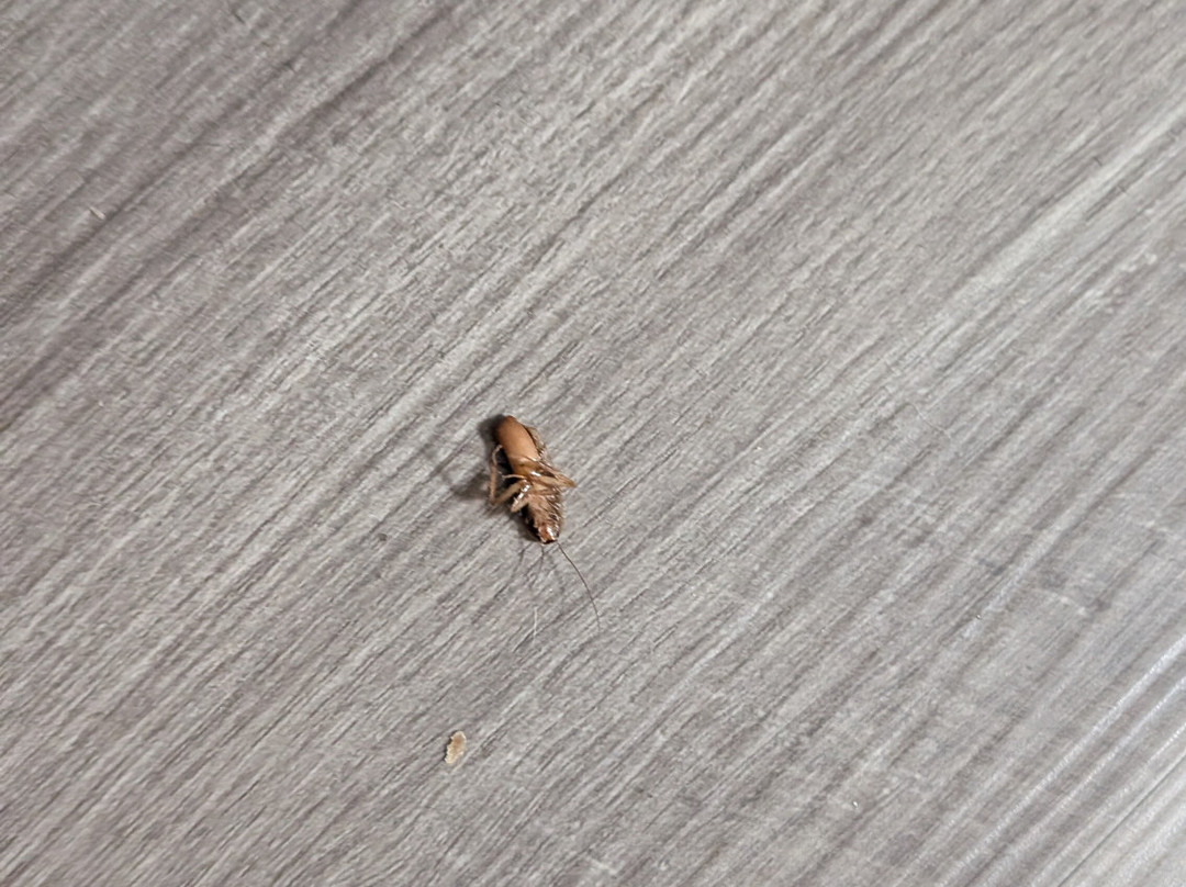 Super 8 by Wyndham Shawnee主图