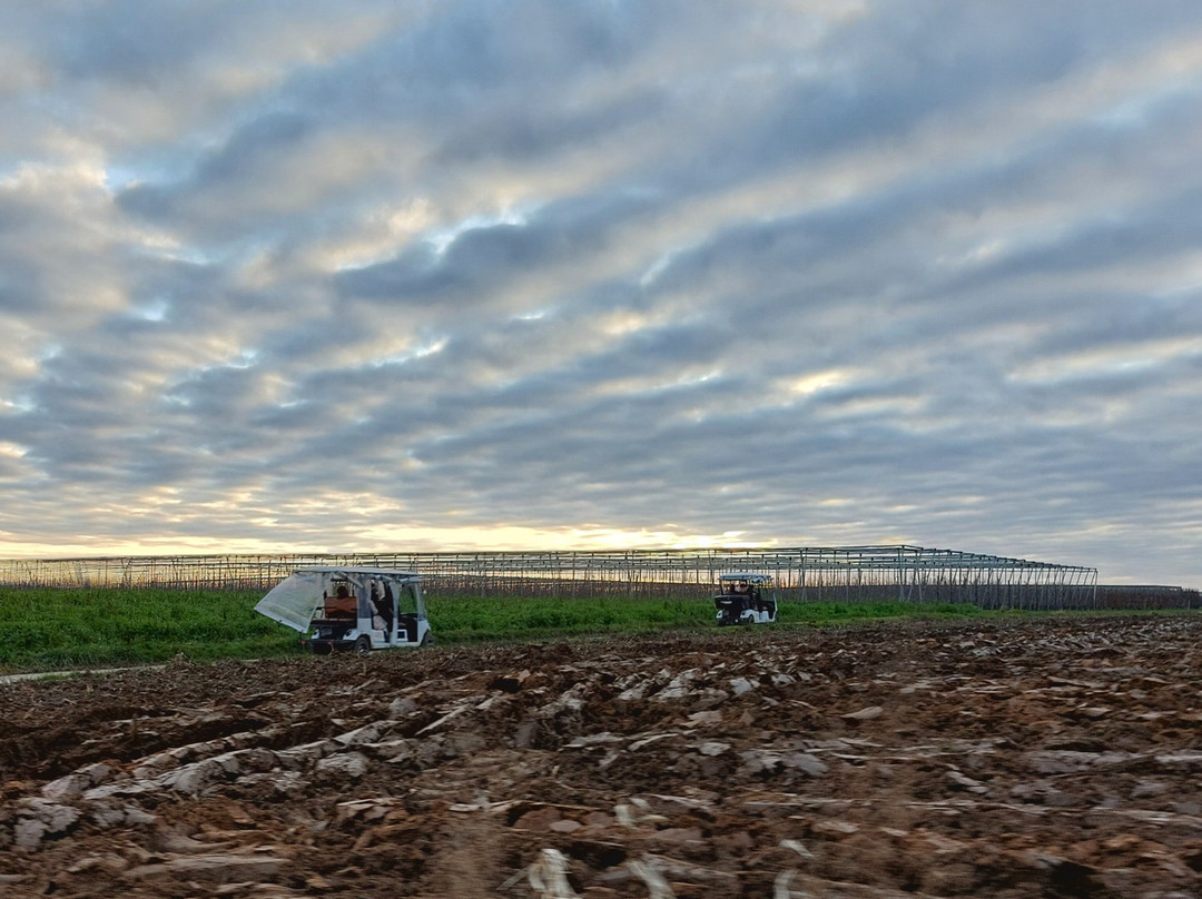 Wijnsafari in Haspengouw (Borgloon)-Borgloon必去景点