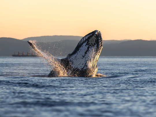 Souvenirs du large - Boutique souvenir et Galerie d'art-Les Bergeronnes必去景点