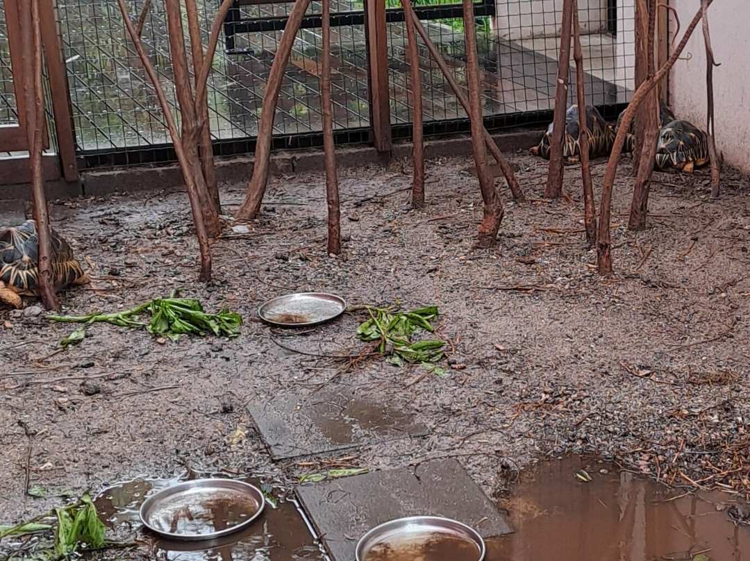 Kélonia-圣亮必去景点