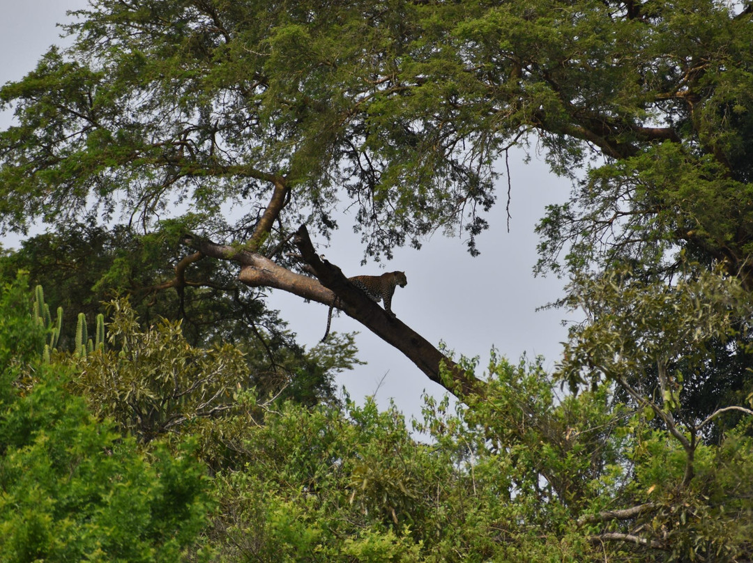 Kigezi Vima Safaris-Kibale National Park必去景点