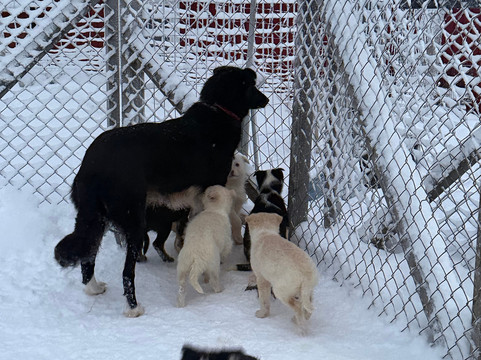 基律纳狗拉雪橇之旅-基律纳必去景点