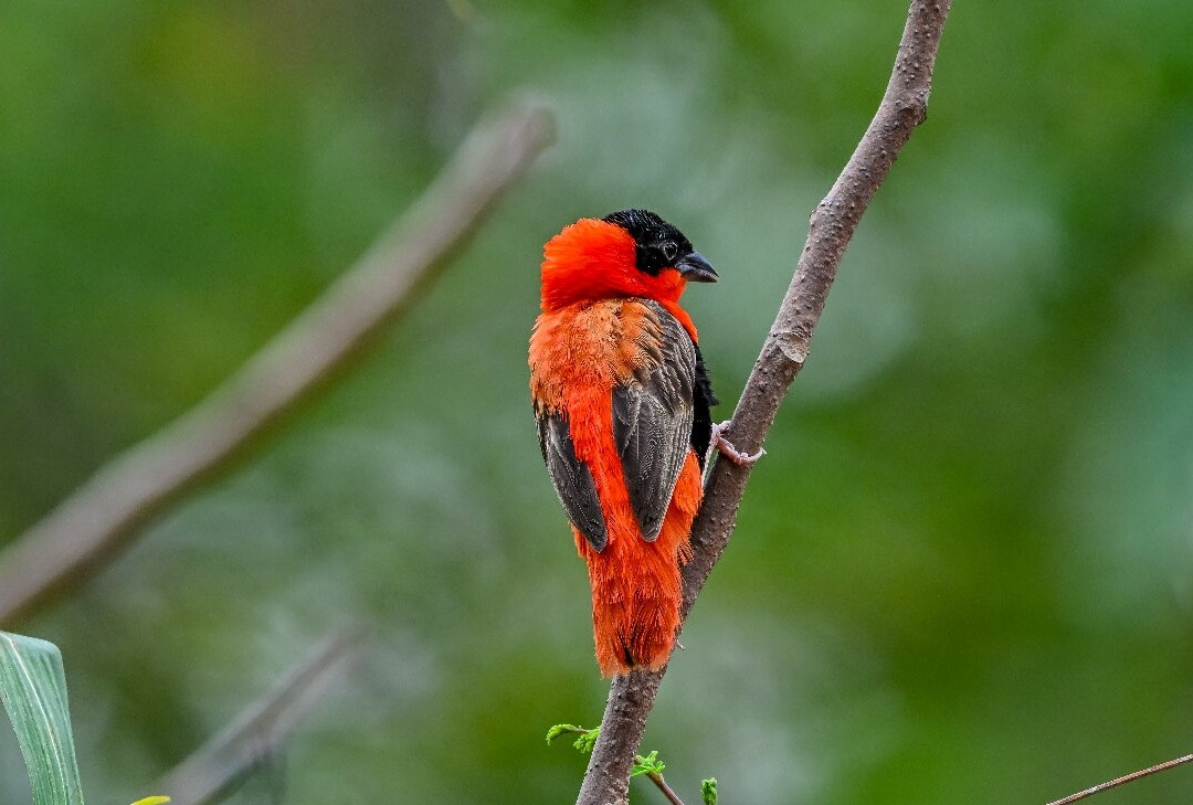 Bird Watching Tours Gambia-Bakau必去景点