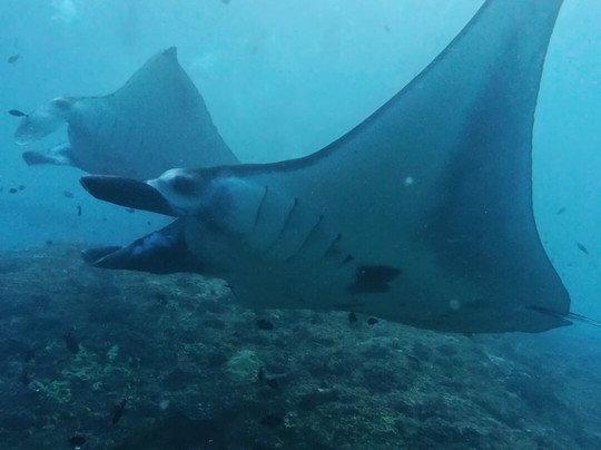 Nusablu Diving Penida-Kutampi Kaler必去景点