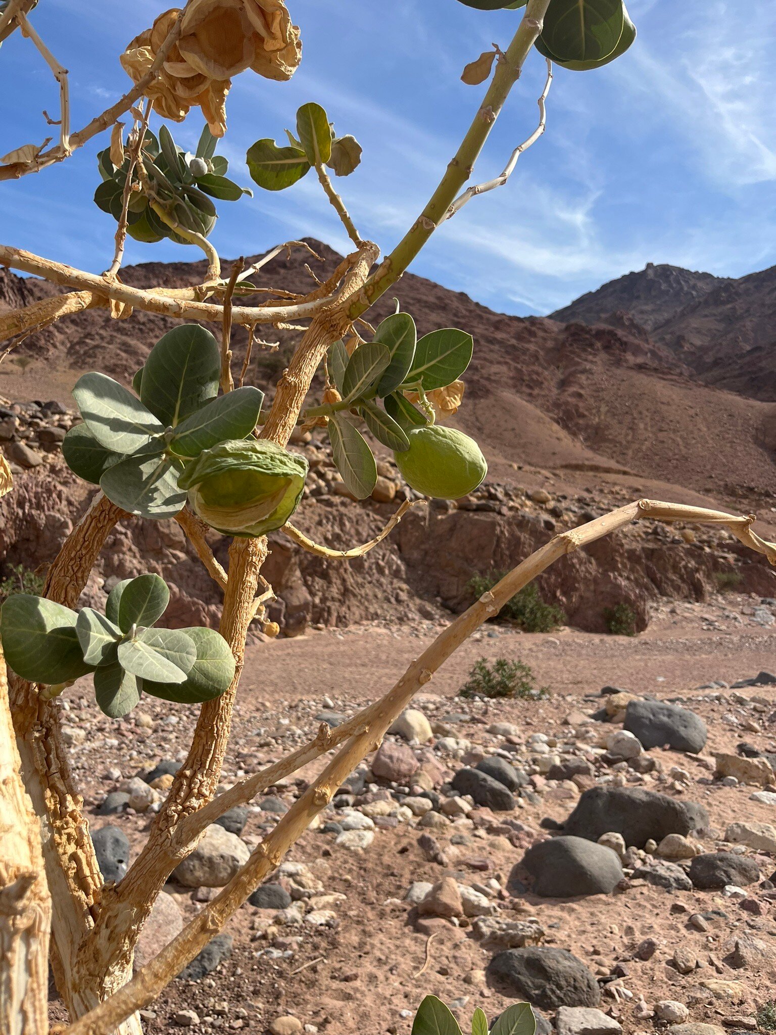 Feynan Ecolodge-官方