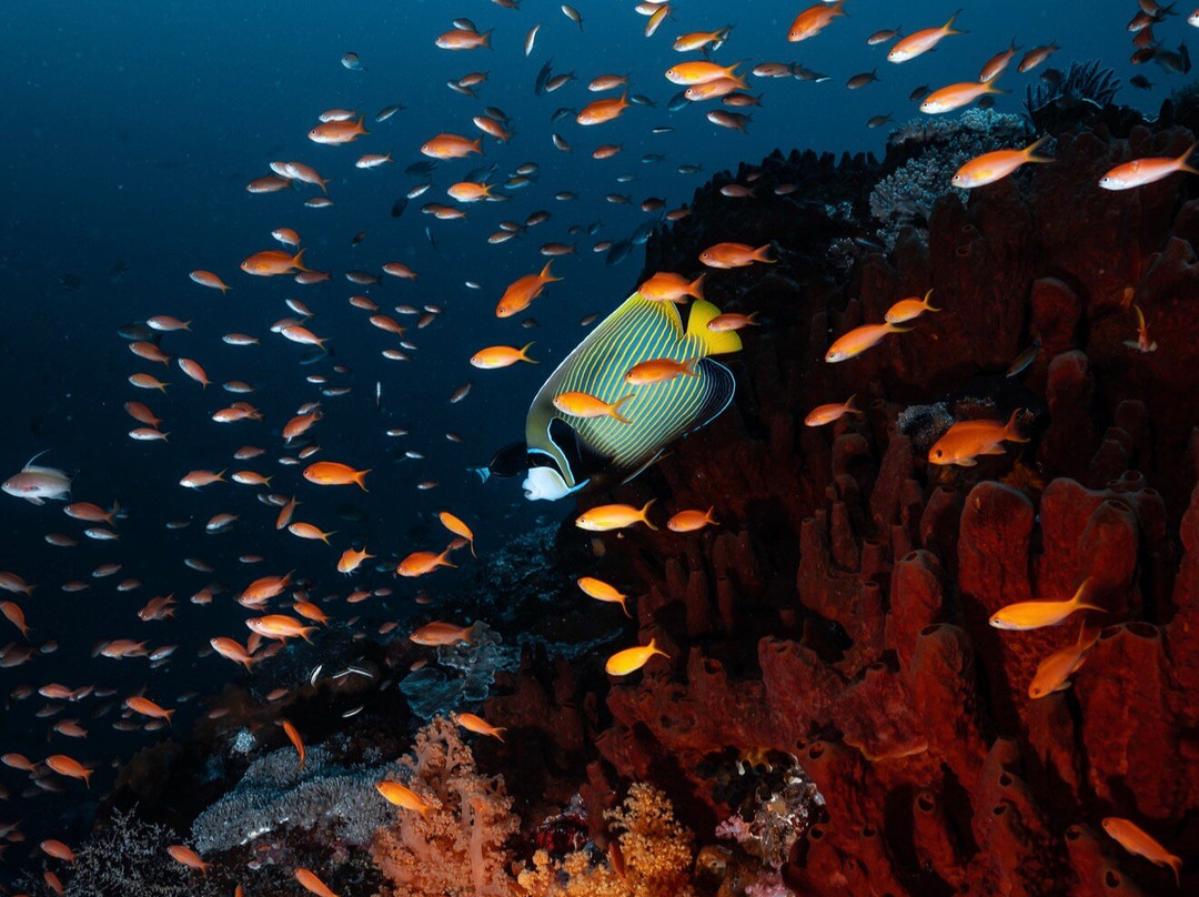 Siren Diving Lembongan-蓝梦岛必去景点