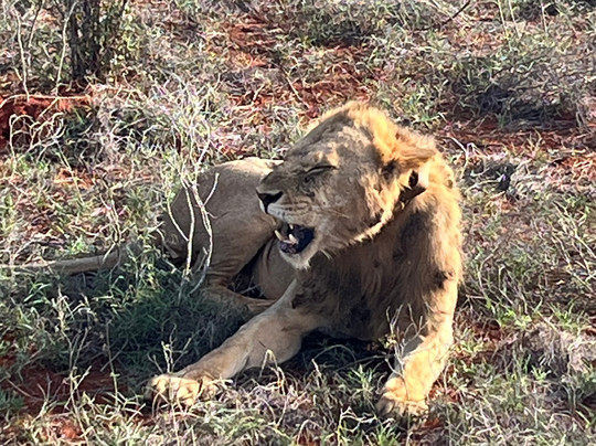 Safari Kenya Con Samuel-瓦塔木必去景点
