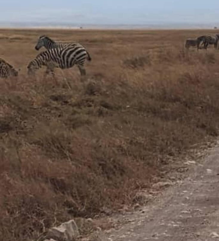 KILI SLOPE TOURS AND SAFARIS LTD-Usa River必去景点