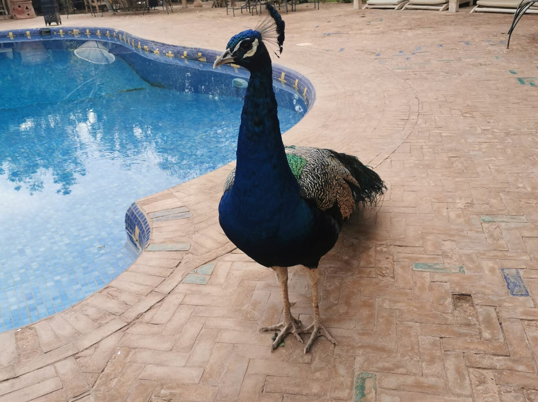 Top Dessert Tours-马拉喀什必去景点