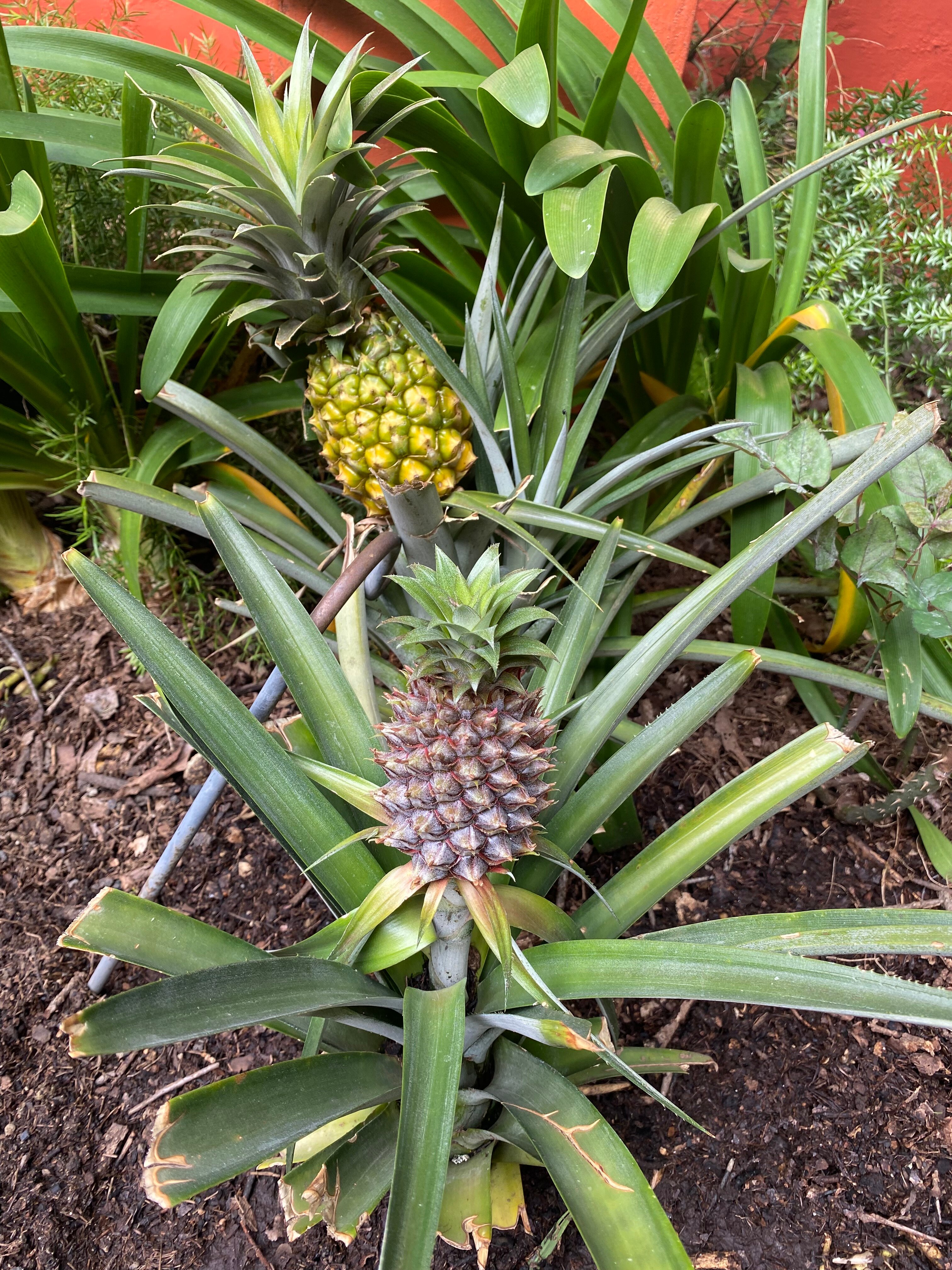 Hotel Casa Encantada-浴室