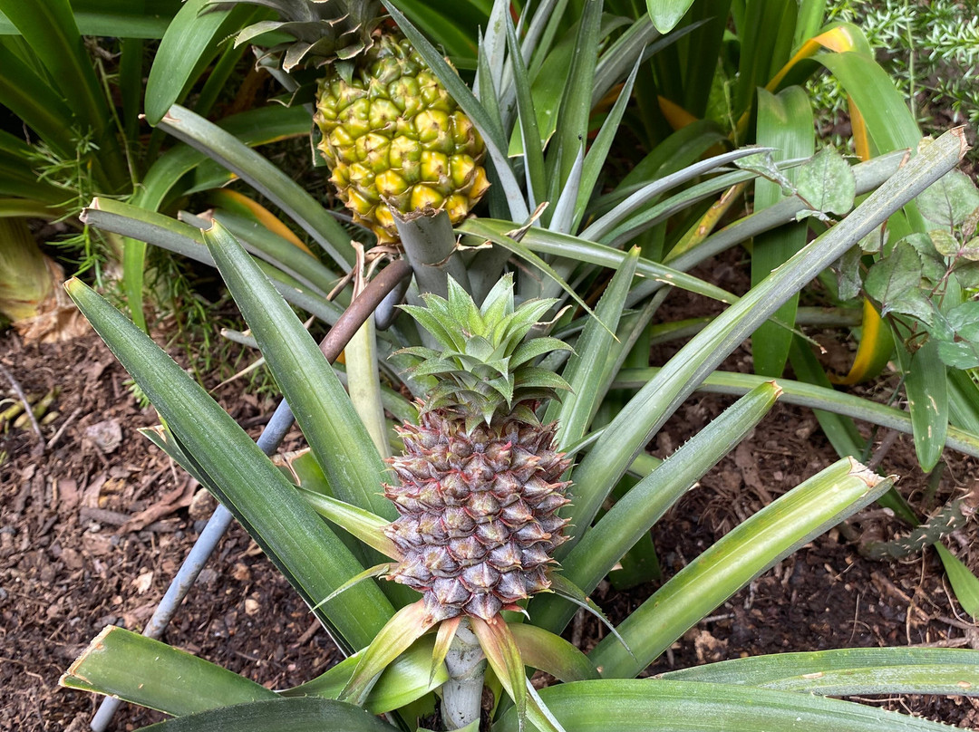 Hotel Casa Encantada主图