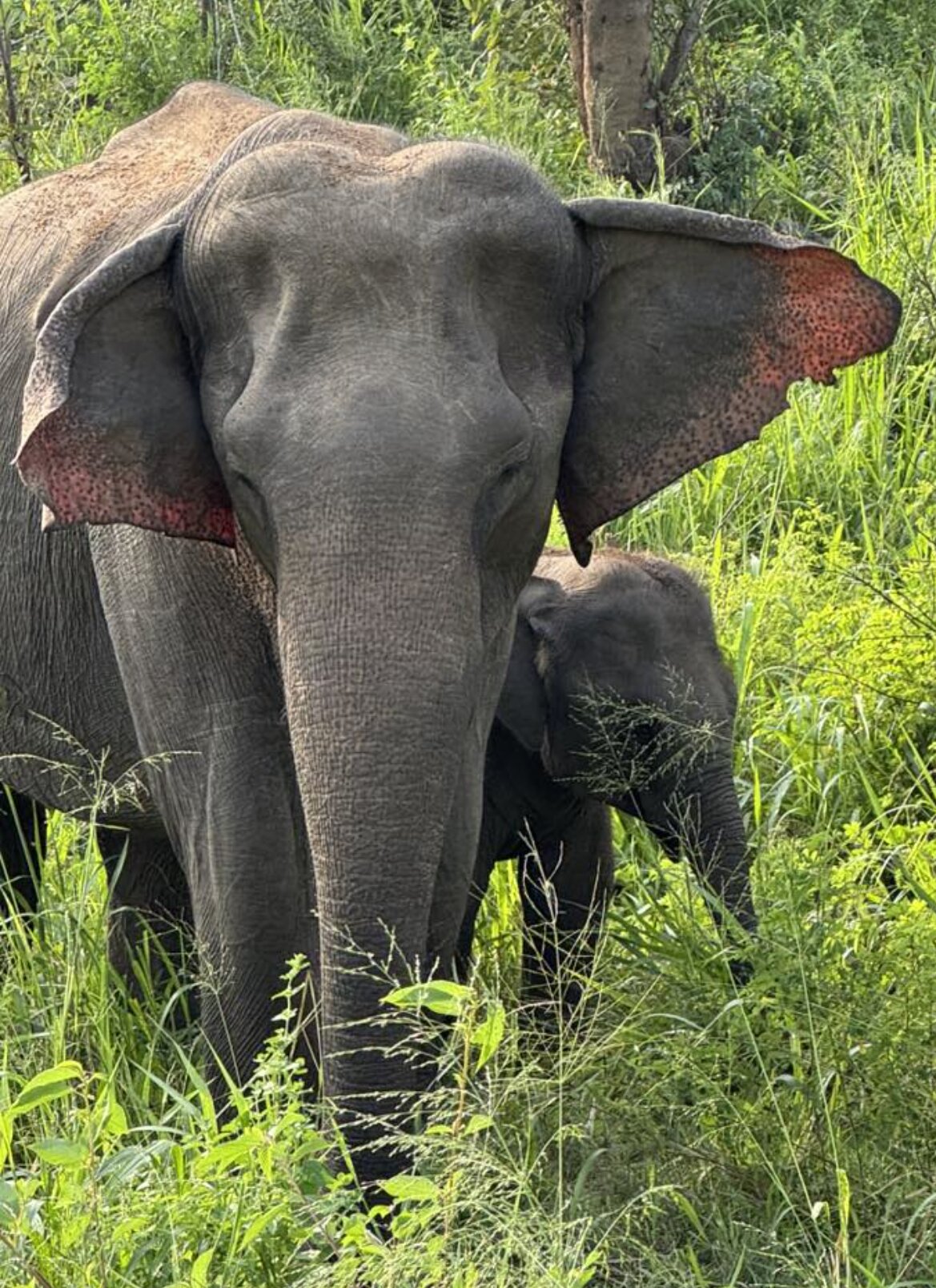 阿利亚Spa度假酒店-官方