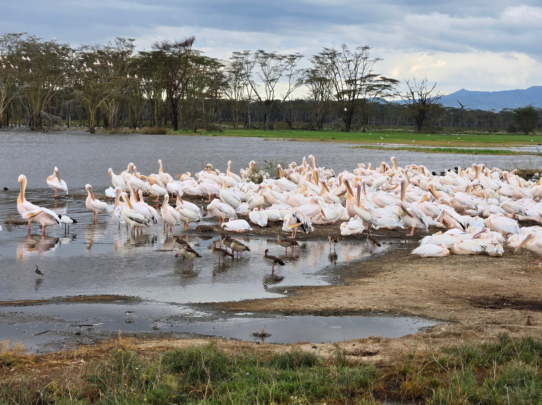 Classic Explorers-内罗毕必去景点