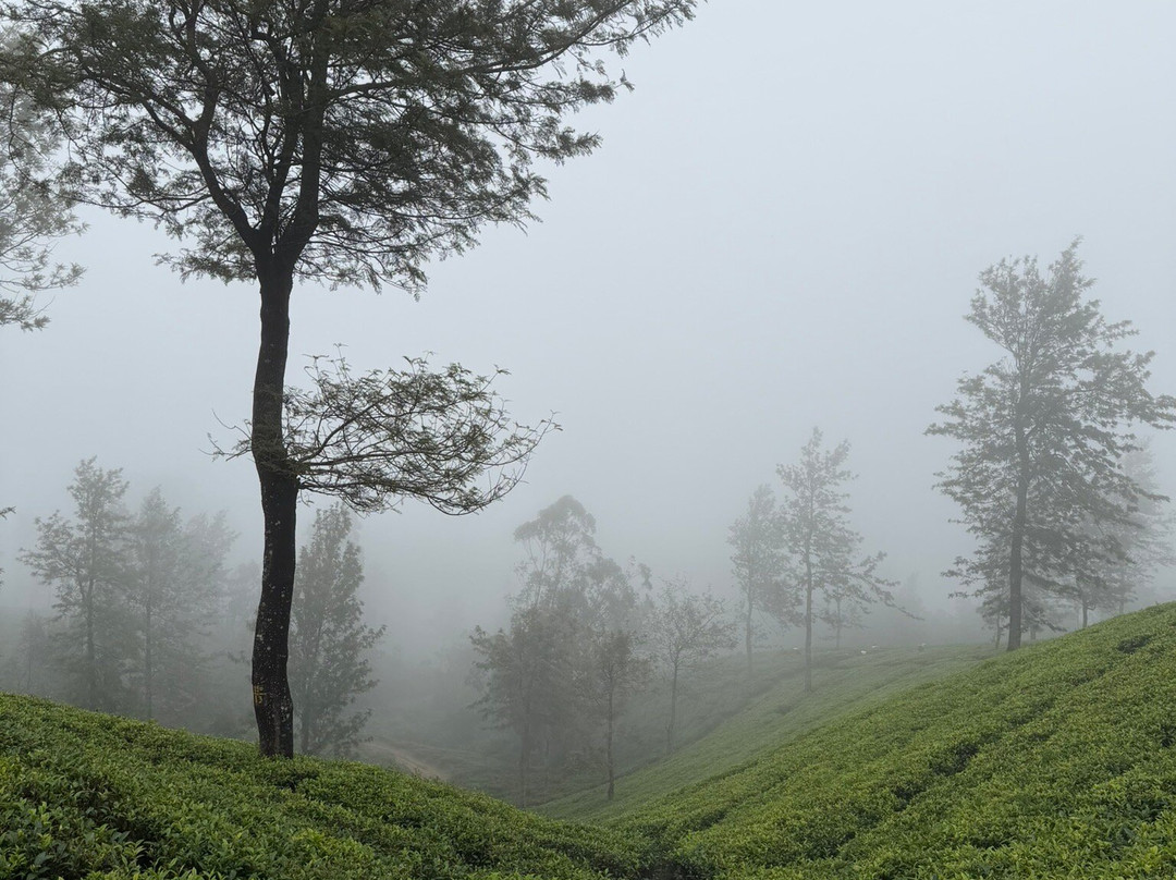 Private Circle Tours Sri Lanka-Elpitiya必去景点