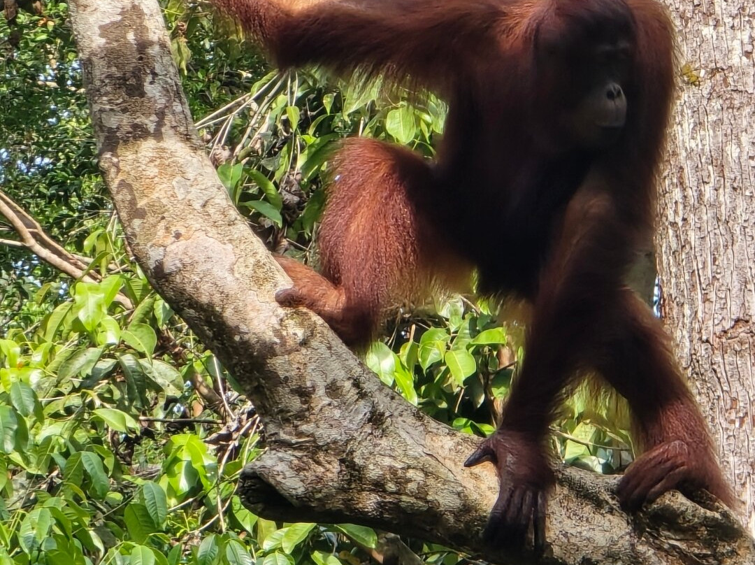 Camp Leakey-Central Kalimantan必去景点