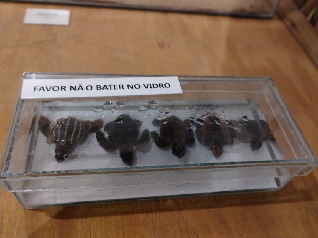 Projeto Tamar-乌巴图巴必去景点