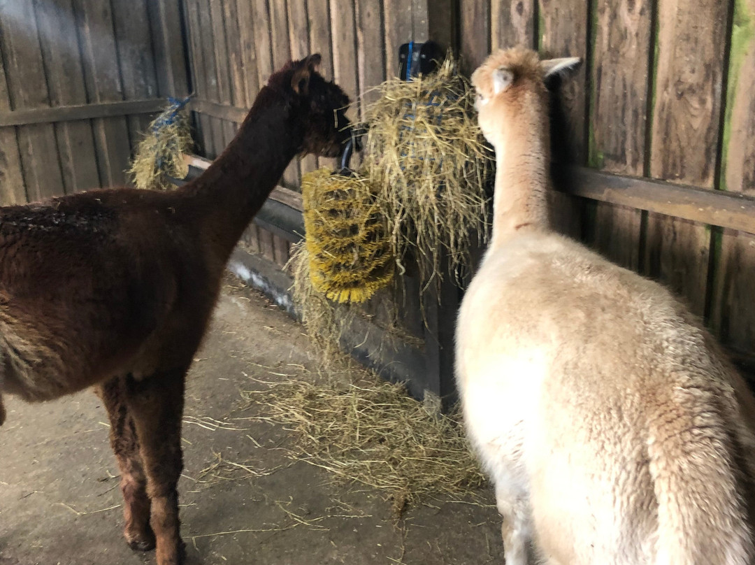 Larch Green Alpacas-格拉斯哥必去景点