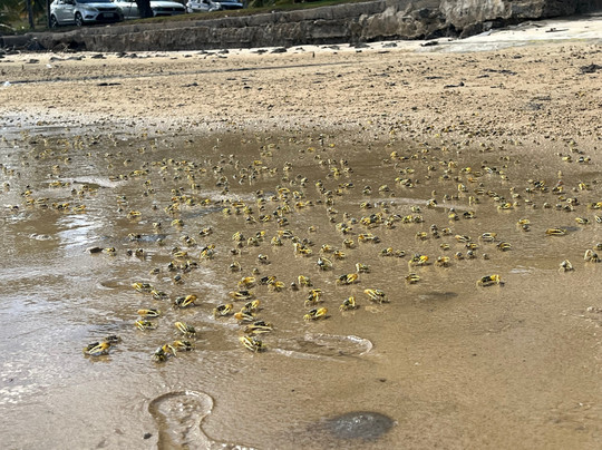 Aventura Eco Brasil-Barra de Sao Miguel必去景点