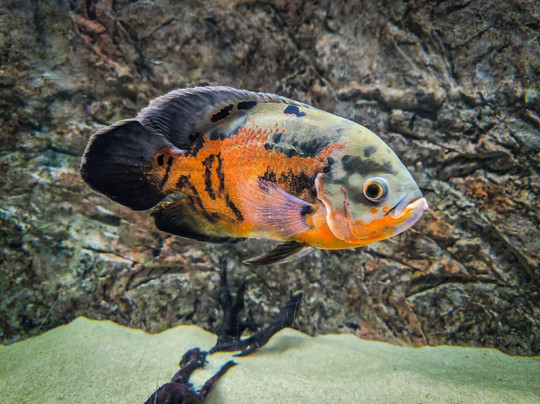 Museo di Storia Naturale - Universita di Pisa-Calci必去景点
