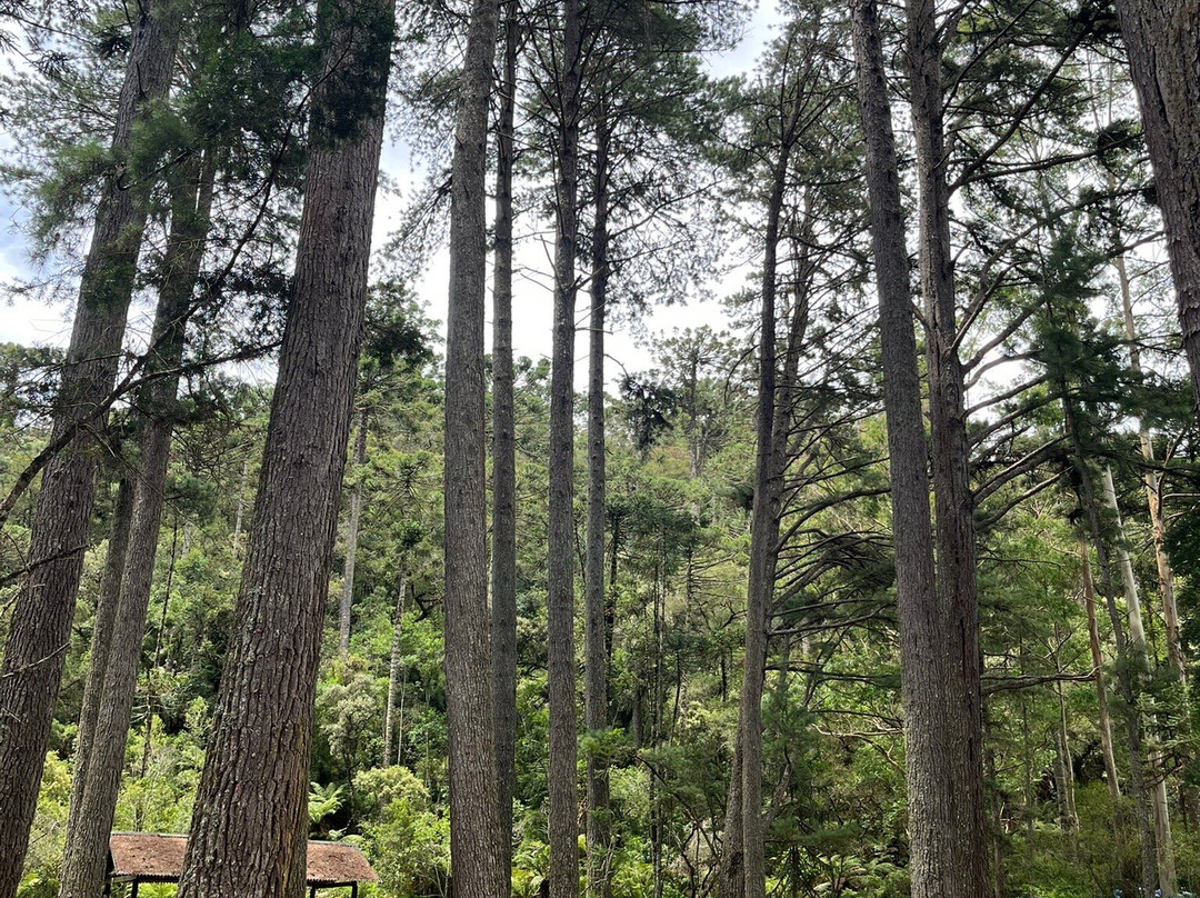 Parque Estadual Campos do Jordao-坎普斯－杜若尔当必去景点