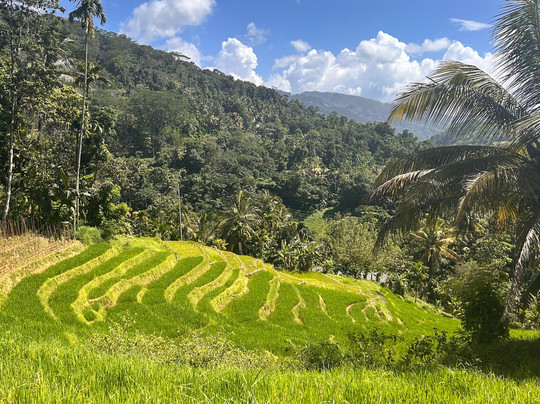 Knuckles Nature Tours-Teldeniya必去景点