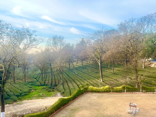 Mastiff Villa Camellia主图