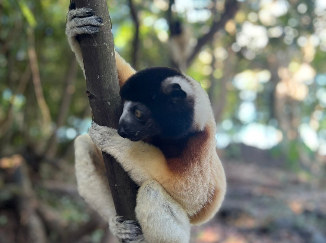 Moramora Escursioni-诺西贝必去景点