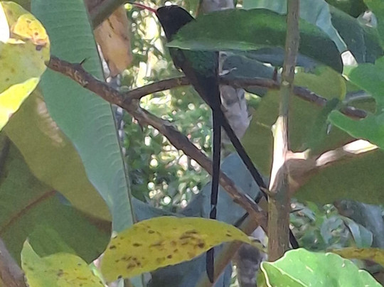 Sun Valley Plantation Hummingbird Garden-奥乔里奥斯必去景点