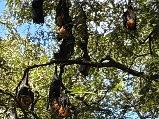 Amba Kola Udawalawa主图