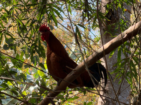 Longneck Karen Village-清莱必去景点