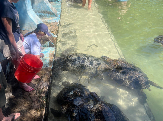 Nungwi Mnarani Aquarium-孥归必去景点