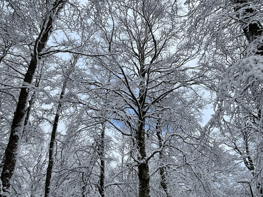 Hotel Togo Palace主图