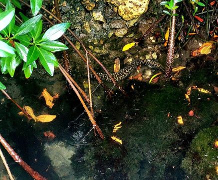 Curaçao Rif Mangrove Park-威廉斯塔德必去景点