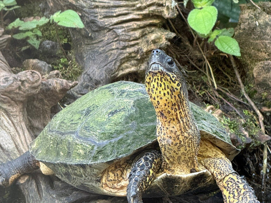 Parque Reptilandia-主日镇必去景点