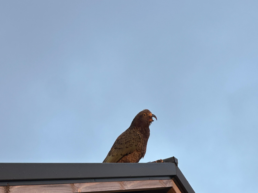 Hump Ridge Track-Tuatapere必去景点