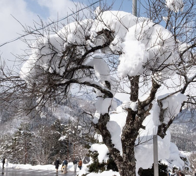 Shirakawago-白川村必去景点
