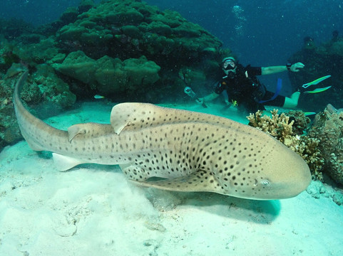 夏基潜水中心-卡伦必去景点