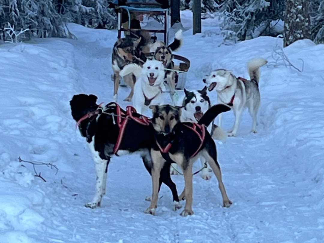 Luleå  Adventure Hundspann-Luleå必去景点