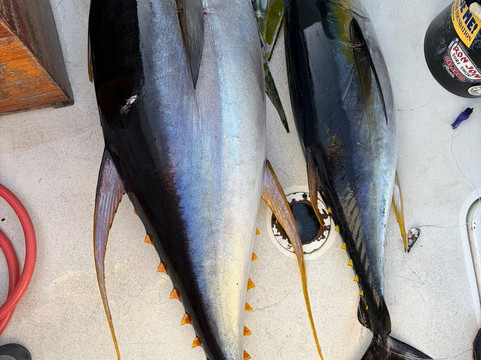 Fish Curacao Charter Fishing & Trips-威廉斯塔德必去景点