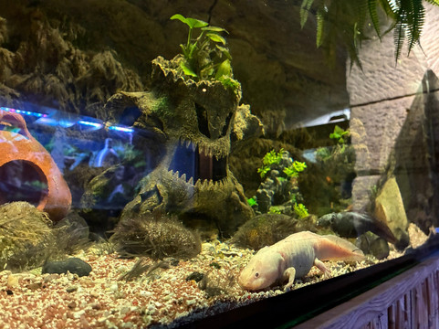 Nautiland Schauaquarium