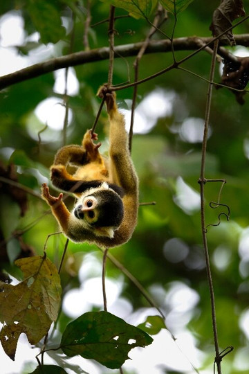 Manu Tour Operator  Expediciones Vilca-Manu必去景点