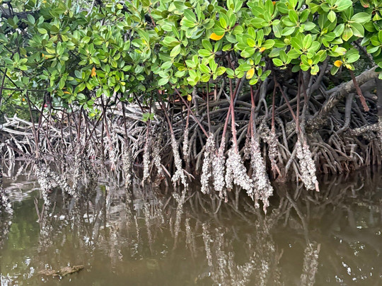 Mangi Kenya Safari-Malindi Marine National Park必去景点