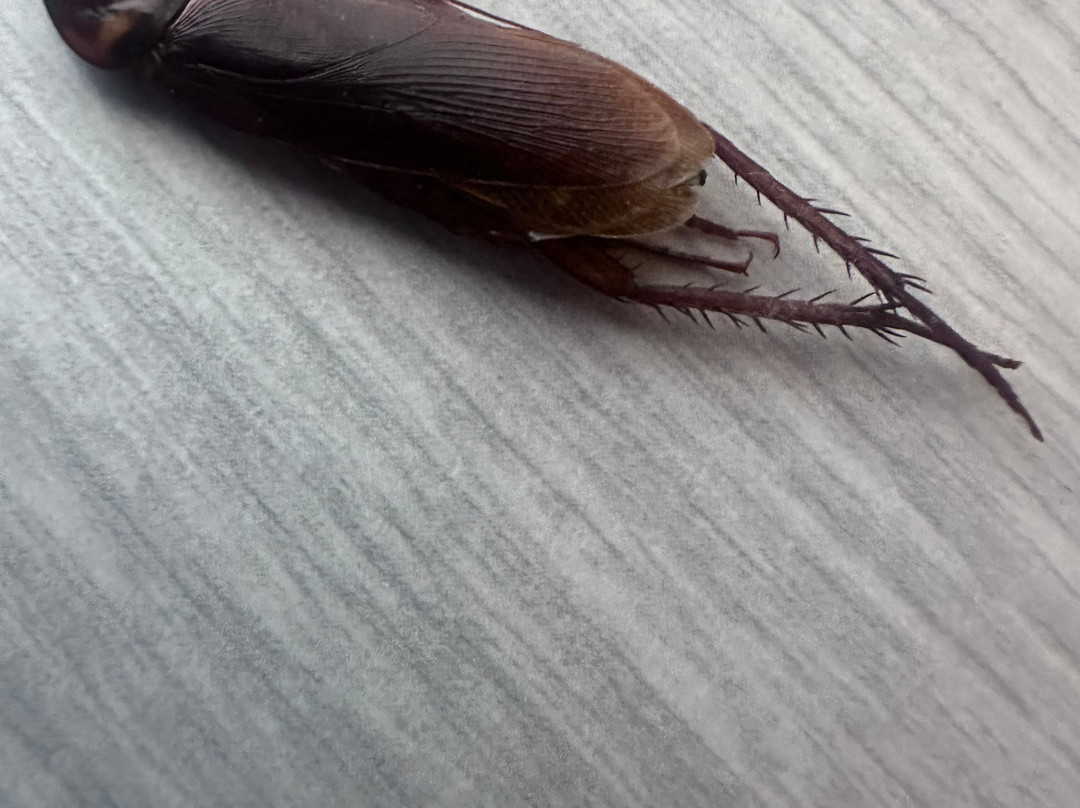 Riu Reggae 酒店 - 限成人- 全包主图